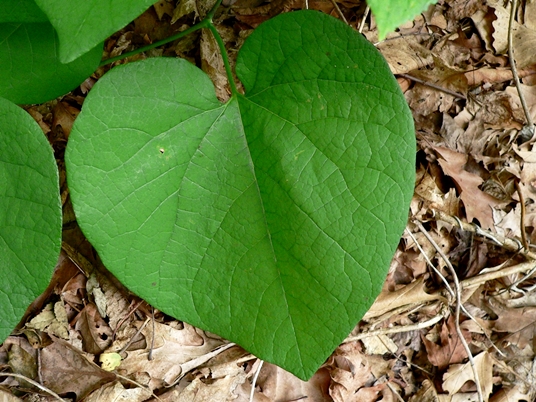 {Isotrema macrophyllum}